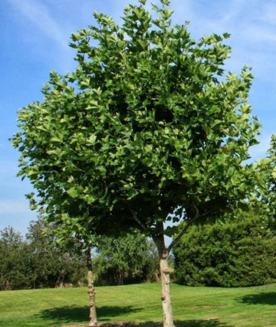 Platan 60 -100 cm Platan 60 -100 cm