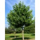 Platan 60 -100 cm Platan 60 -100 cm