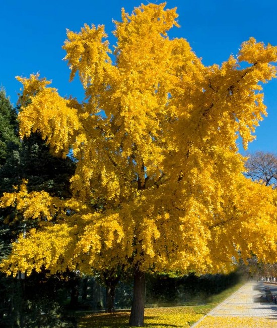 Ginkgo biloba 30-40 cm Ginkgo biloba 30-40 cm