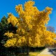 Ginkgo biloba 30-40 cm Ginkgo biloba 30-40 cm
