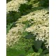 Soc negru 40-60 cm Soc negru 40-60 cm
