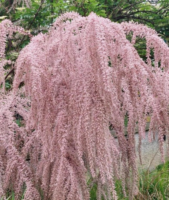 Tamarix galica 60-90 cm Tamarix galica 60-90 cm