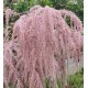 Tamarix galica 60-90 cm Tamarix galica 60-90 cm