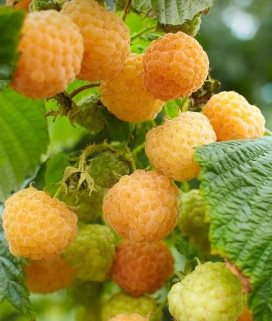 Zmeura galbena (radacina nuda) Zmeura galbena (radacina nuda)