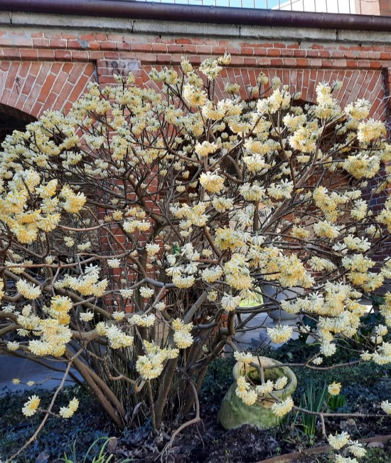 Arbust de hârtie (Edgeworthia chrysantha) Ghiveci Arbust de hârtie (Edgeworthia chrysantha) Ghiveci