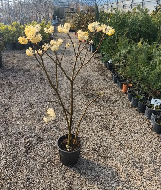 Arbust de hârtie (Edgeworthia chrysantha) Ghiveci Arbust de hârtie (Edgeworthia chrysantha) Ghiveci