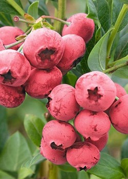 Afin Roz Pink Lemonade (ghiveci)