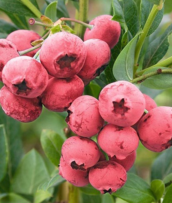 Afin Roz Pink Lemonade (ghiveci)