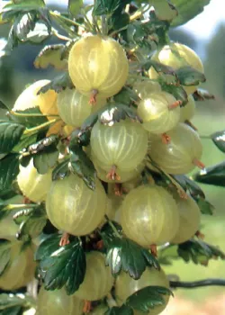 Agris Alb (ghiveci)