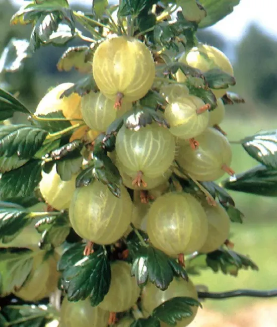 Agris Alb (ghiveci)