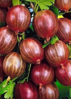 Agris Rosu (ghiveci) Agris Rosu (ghiveci)