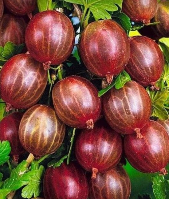 Agris Rosu (ghiveci) Agris Rosu (ghiveci)