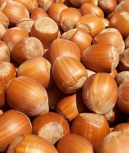 Alun Tonda Gentile Delle Langhe(radacina nuda)