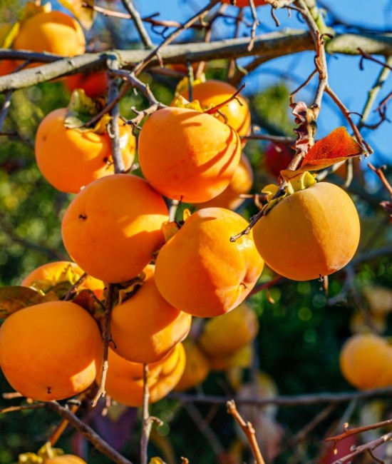 Kaki Anafujo (radacina nuda) Kaki Anafujo (radacina nuda)