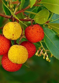 Arbore de capsuni