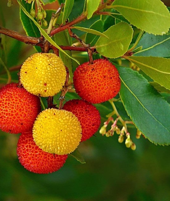 Arbore de capsuni