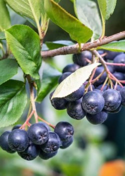 Aronia (ghiveci)