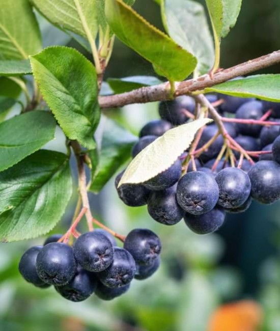 Aronia (ghiveci) Aronia (ghiveci)