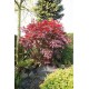 Artar japonez BloodGood (ghiveci v18) Artar japonez BloodGood (ghiveci v18)