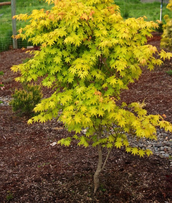 Artar palmatum (acer palmatum) alveola Artar palmatum (acer palmatum) alveola