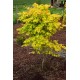 Artar palmatum (acer palmatum) alveola Artar palmatum (acer palmatum) alveola