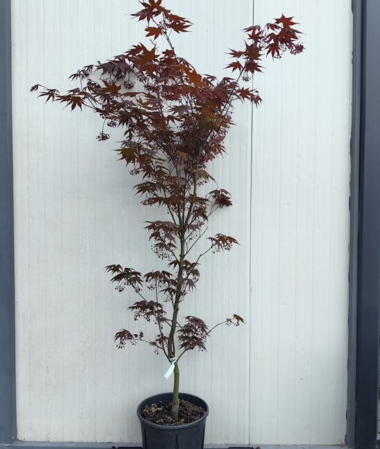 Artar japonez palmatum 1.4-1.6m (ghiveci)