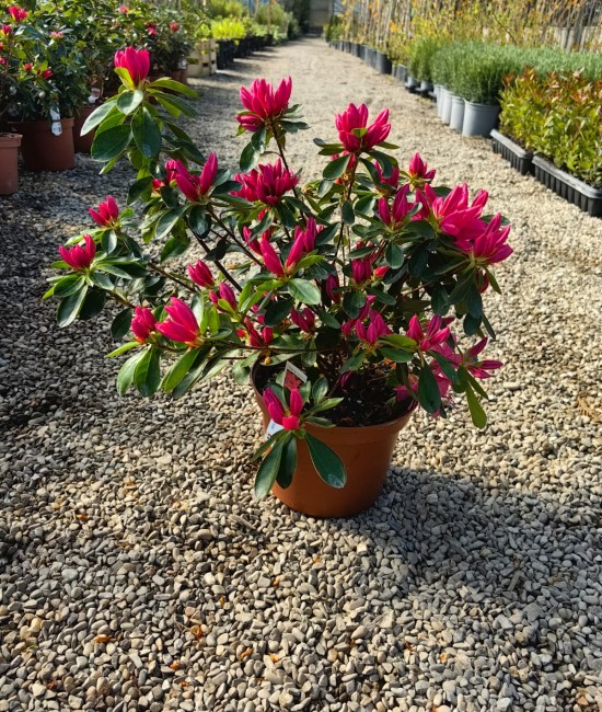 Azalee fucsia (ghiveci) Azalee fucsia (ghiveci)