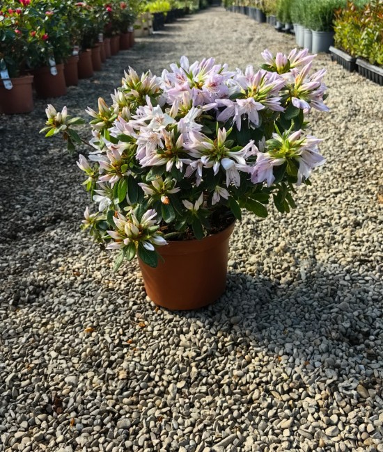 Azalee alba (ghiveci) Azalee alba (ghiveci)