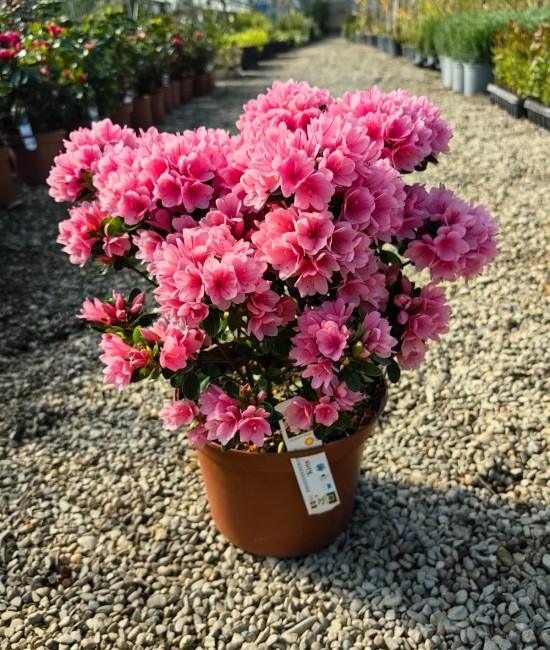 Azalee Roz (ghiveci) Azalee Roz (ghiveci)
