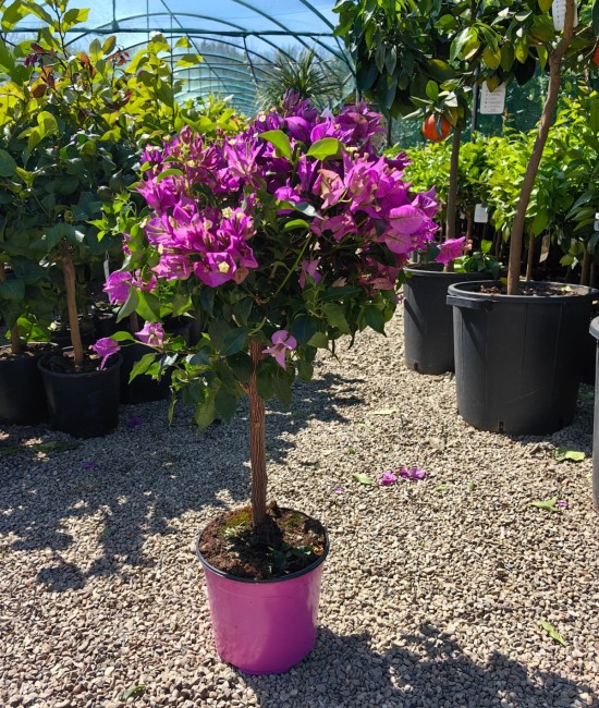 Bougainvillea (floare de hartie) pomisor 50-60cm (ghiveci) Bougainvillea (floare de hartie) pomisor 50-60cm (ghiveci)