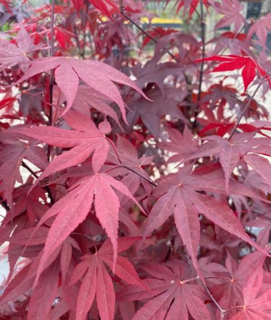 Artar japonez BloodGood (ghiveci v18) Artar japonez BloodGood (ghiveci v18)