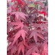 Artar japonez BloodGood (ghiveci v18) Artar japonez BloodGood (ghiveci v18)