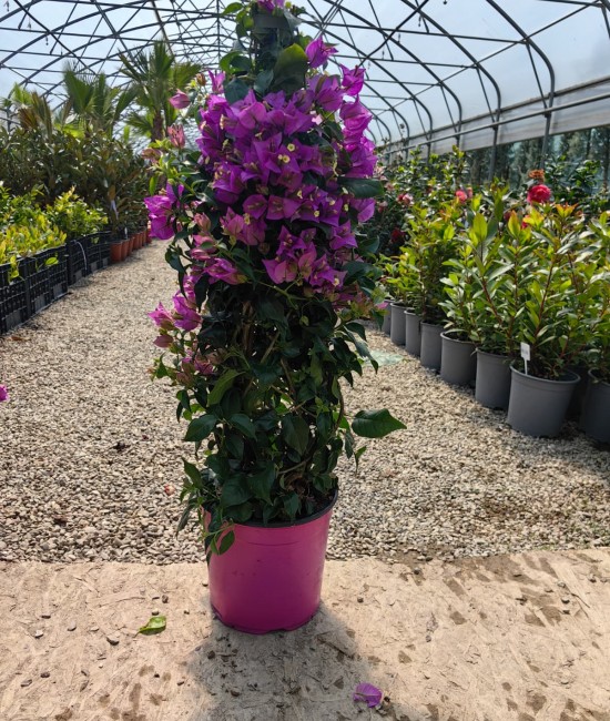 Bougainvillea(Floare de hartie) Piramidal 60-80cm (ghiveci) Bougainvillea(Floare de hartie) Piramidal 60-80cm (ghiveci)