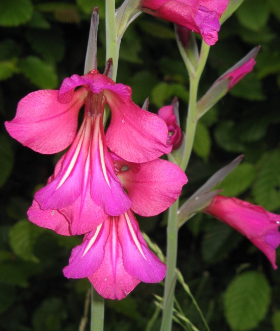 Pachet 3 bucati Gladiola byzantinus Pachet 3 bucati Gladiola byzantinus