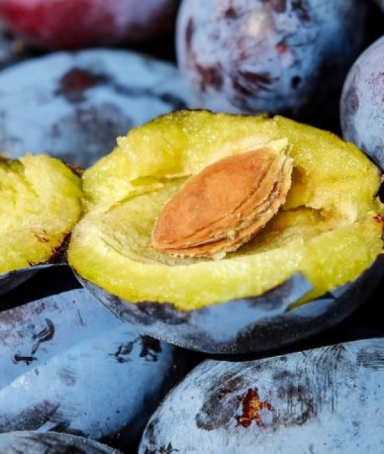 Prun Cacanska Lepotica (radacina nuda) Prun Cacanska Lepotica (radacina nuda)