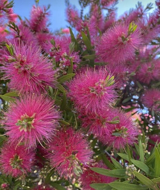 Callistemon 50-70cm (ghiveci) Callistemon 50-70cm (ghiveci)