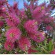 Callistemon 50-70cm (ghiveci) Callistemon 50-70cm (ghiveci)