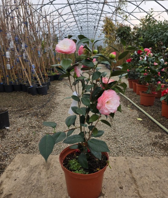 Camelia Japonica roz (ghiveci) Camelia Japonica roz (ghiveci)