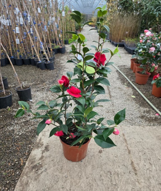 Camelia Japonica Rosie (ghiveci) Camelia Japonica Rosie (ghiveci)