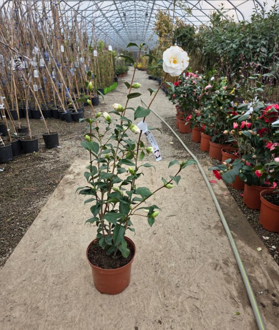 Camelia Japonica Alba (ghiveci) Camelia Japonica Alba (ghiveci)