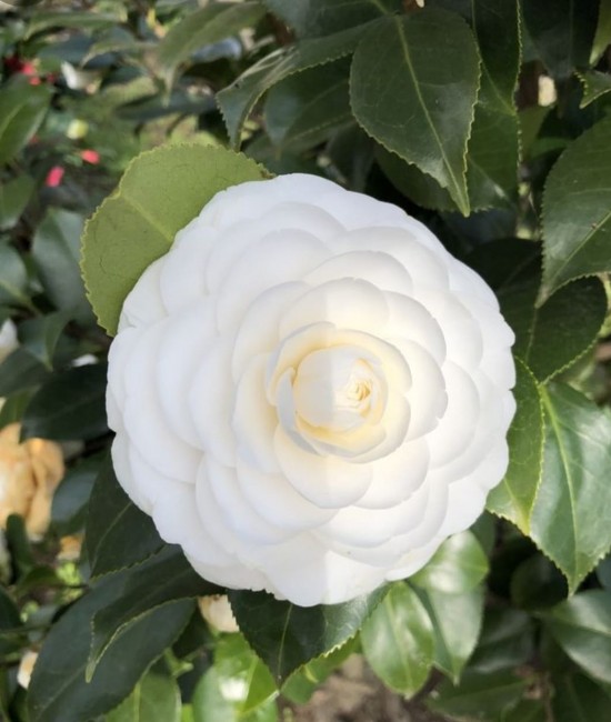 Camelia japonica Alba (alveola) Camelia japonica Alba (alveola)