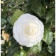 Camelia japonica Alba (alveola) Camelia japonica Alba (alveola)