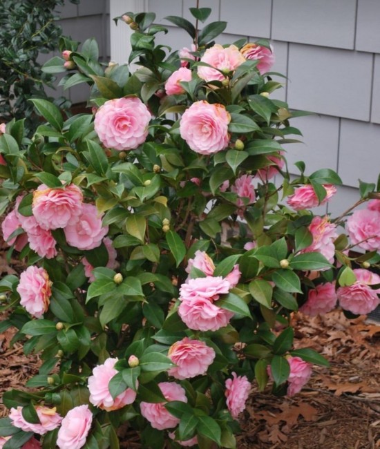 Camelia Japonica Roz (alveola) Camelia Japonica Roz (alveola)
