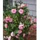 Camelia Japonica Roz (alveola) Camelia Japonica Roz (alveola)