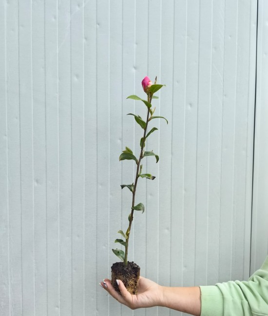 Camelia Japonica Roz (alveola) Camelia Japonica Roz (alveola)