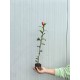 Camelia Japonica Roz (alveola) Camelia Japonica Roz (alveola)