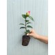 Camelia Japonica Rosie (alveola) Camelia Japonica Rosie (alveola)