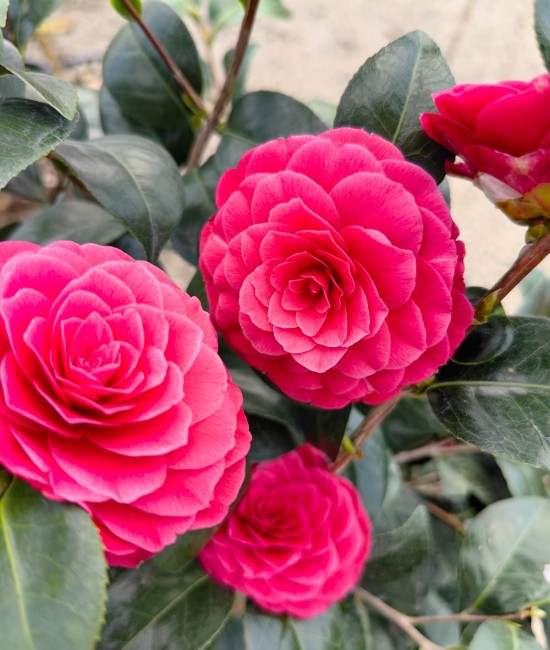 Camelia Japonica Rosie (alveola) Camelia Japonica Rosie (alveola)