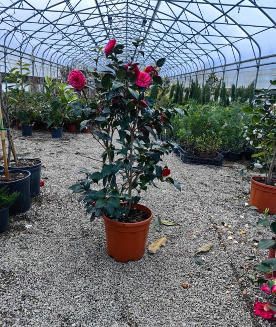 Camelia Japonica alb/ rosu/ roz ( ghiveci 15 litri) Camelia Japonica alb/ rosu/ roz ( ghiveci 15 litri)