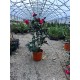Camelia Japonica alb/ rosu/ roz ( ghiveci 15 litri) Camelia Japonica alb/ rosu/ roz ( ghiveci 15 litri)